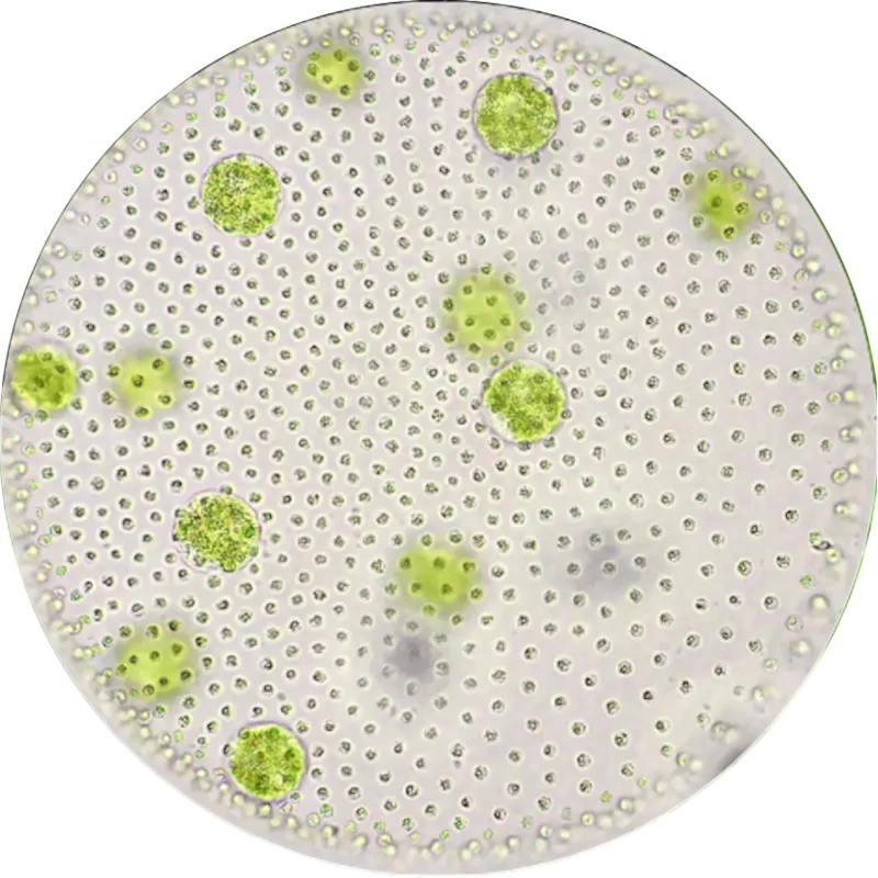 Spirulina is saturated with water